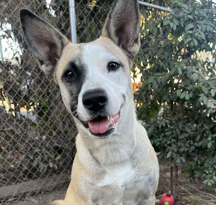 Photo of Roo