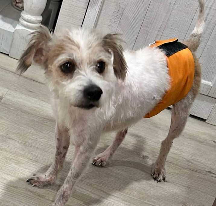 Photo of Underdog
