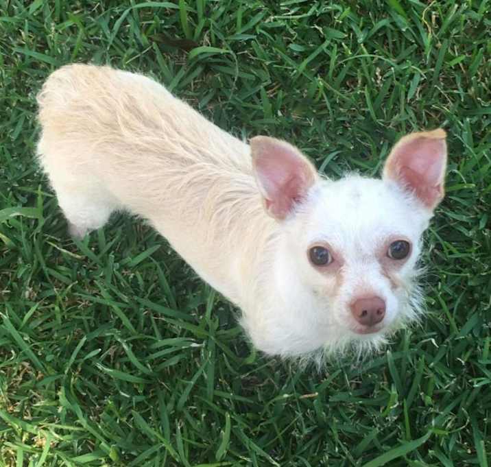 Photo of Bitsy (Dallas)