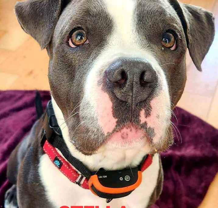 Photo of Stella