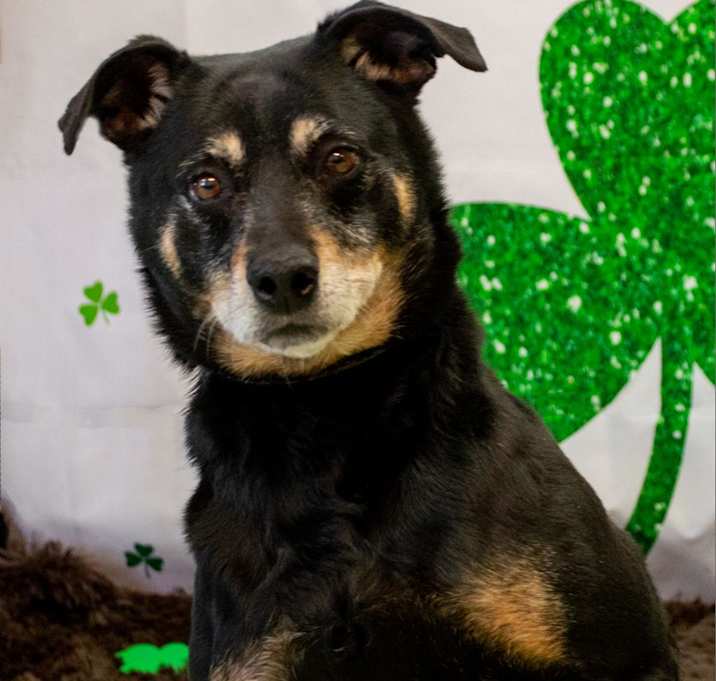 Photo of Rocco 