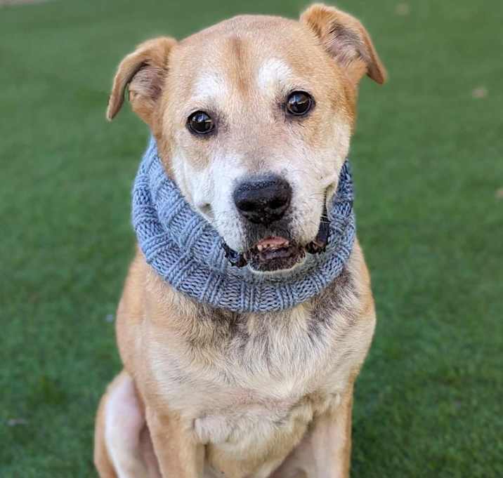 Photo of Ranger