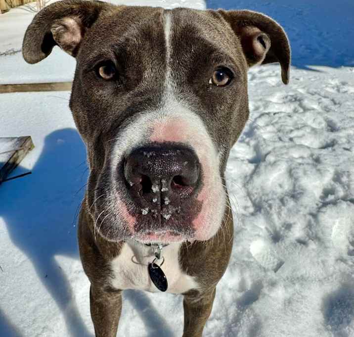 Photo of Apache