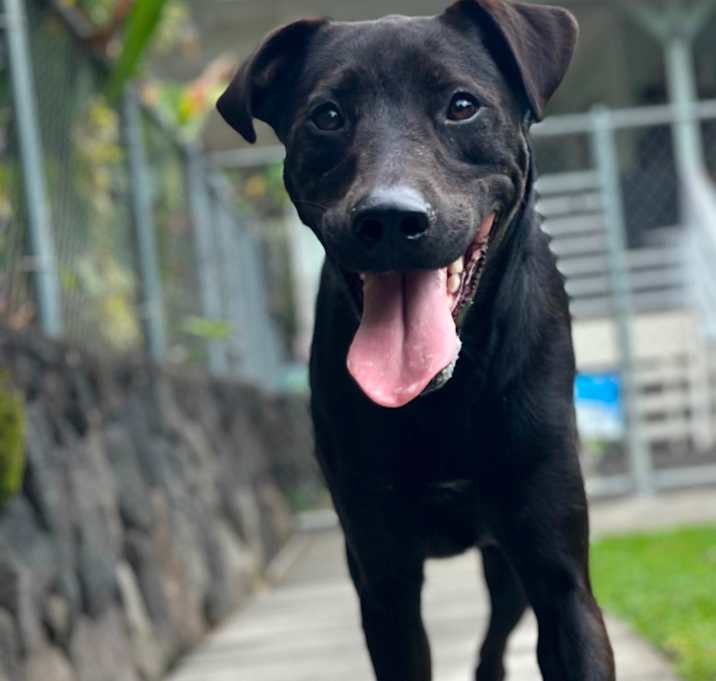 Photo of Marvel Litter: Bolt (now Lucky)