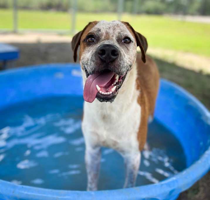 Photo of Dodger