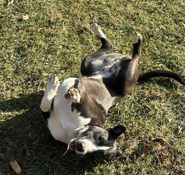 Photo of Clyde