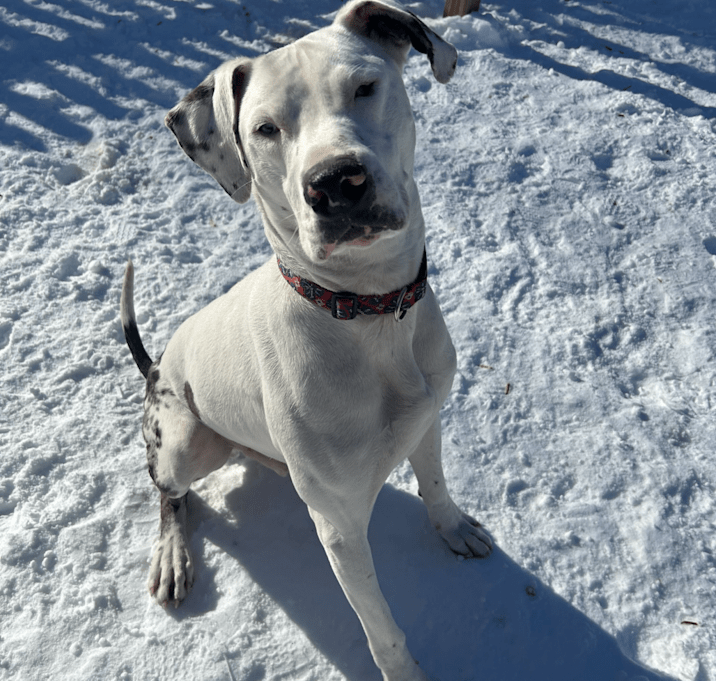 Photo of Loki