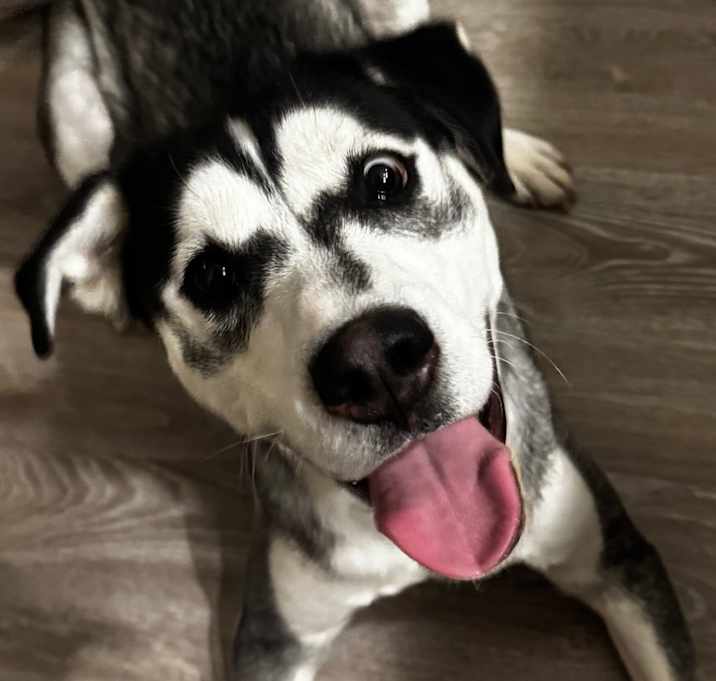 Photo of Luna