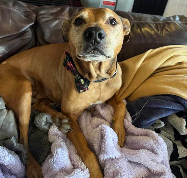 Photo of Atticus