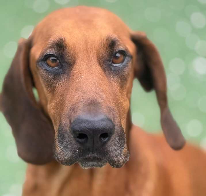 Photo of Oso