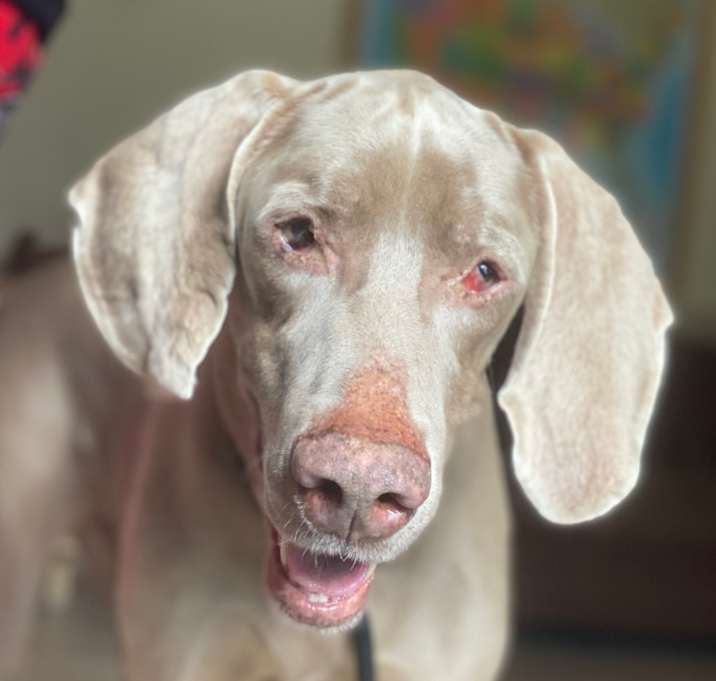 Photo of Boomer