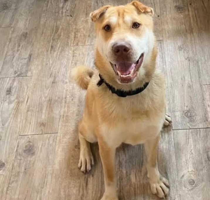 Photo of Cookie