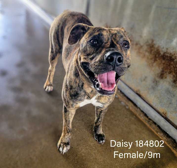 Photo of Daisy (Malibu)