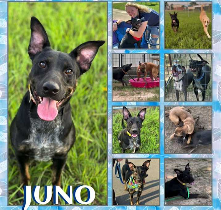 Photo of Juno