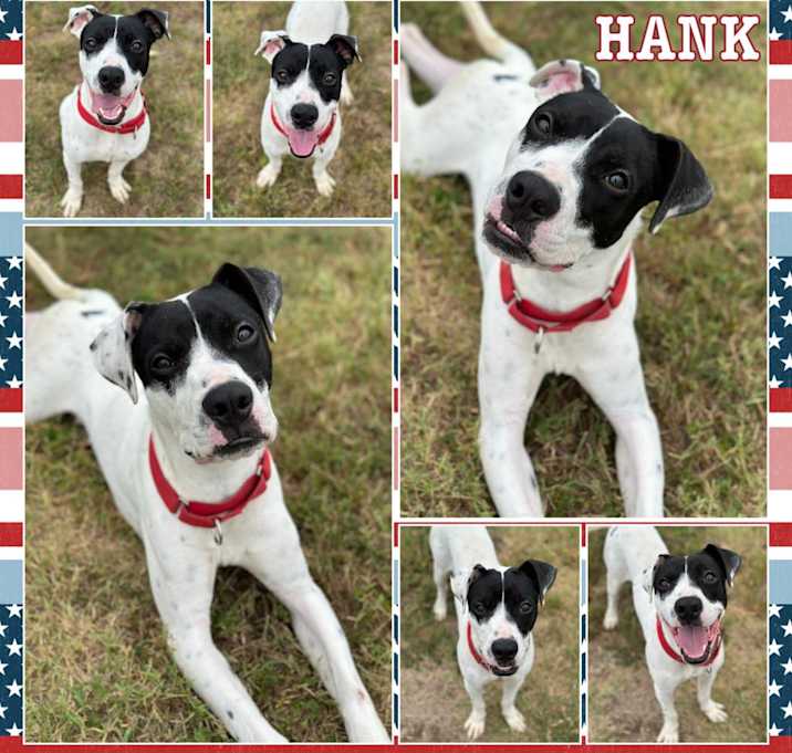 Photo of Hank