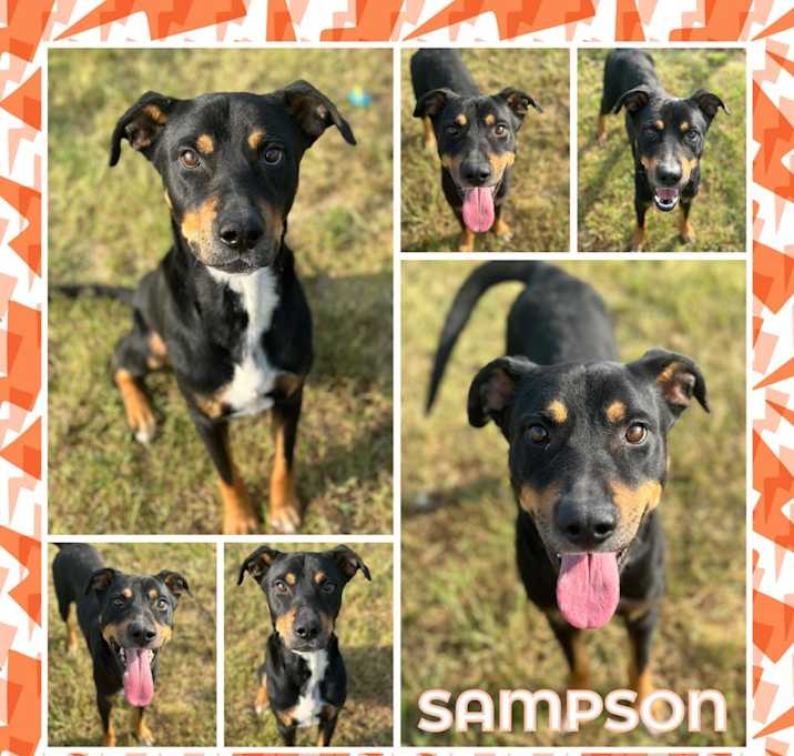 Photo of Sampson