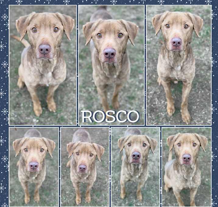 Photo of Roscoe