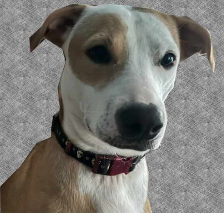 Photo of Luna 