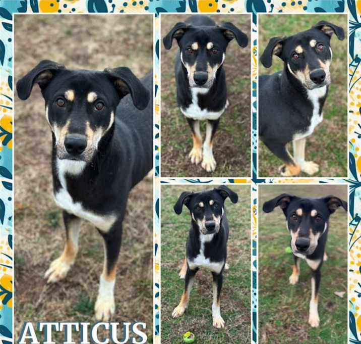 Photo of Atticus 
