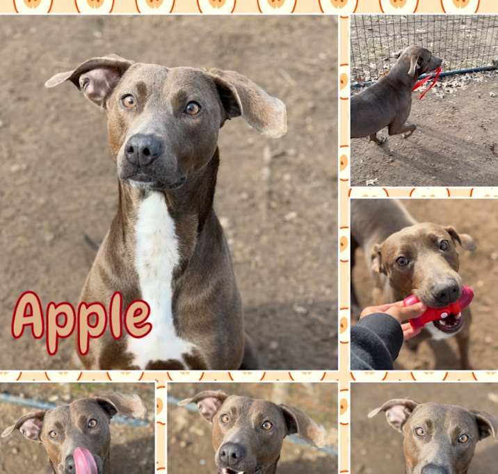 Photo of Apple
