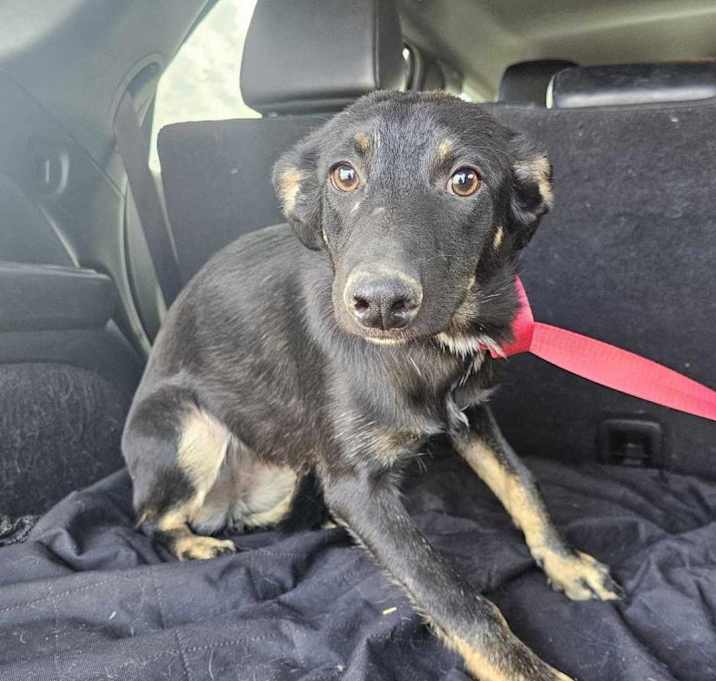 Photo of Dahlia  A4973727 AKA Delilah #1157