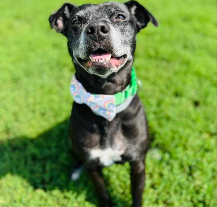 Photo of Kona
