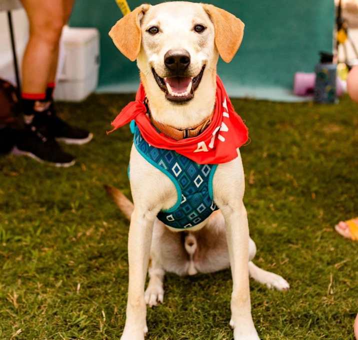 Photo of Goofy