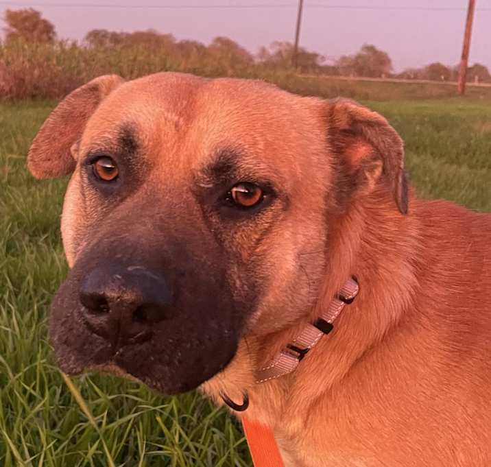 Photo of Charlie AC23-0918