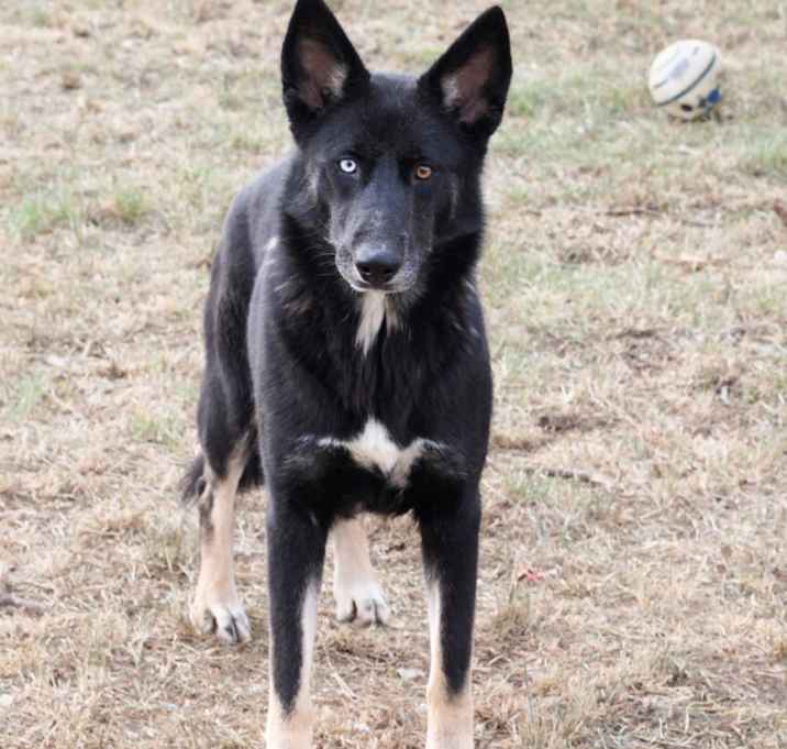 Photo of Duke