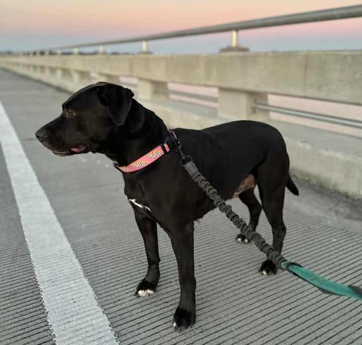 Photo of Bella Smella 