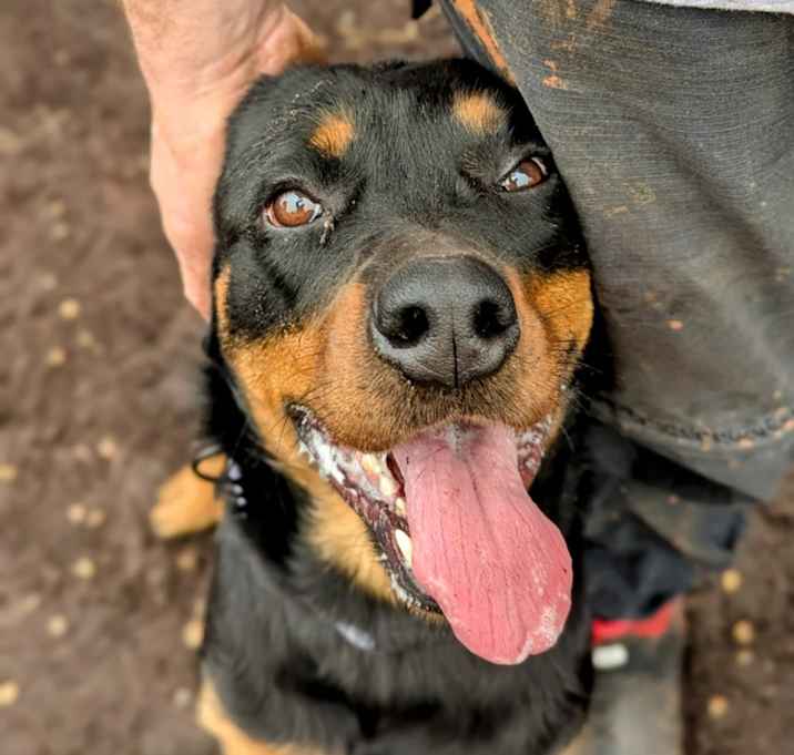 Photo of Buzzie