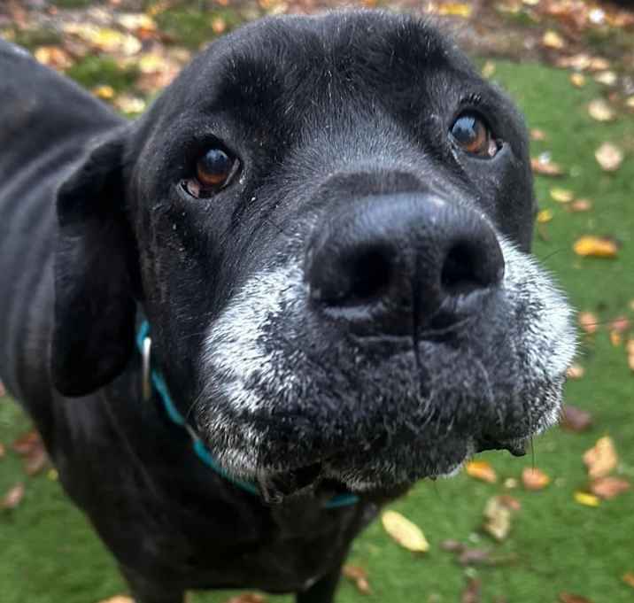 Photo of Velvet