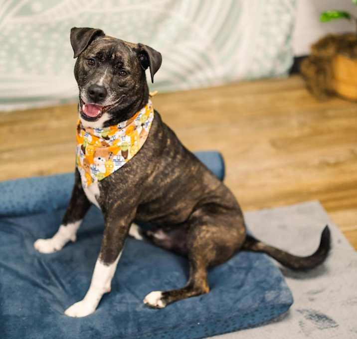 Photo of Barley (Sponsored)
