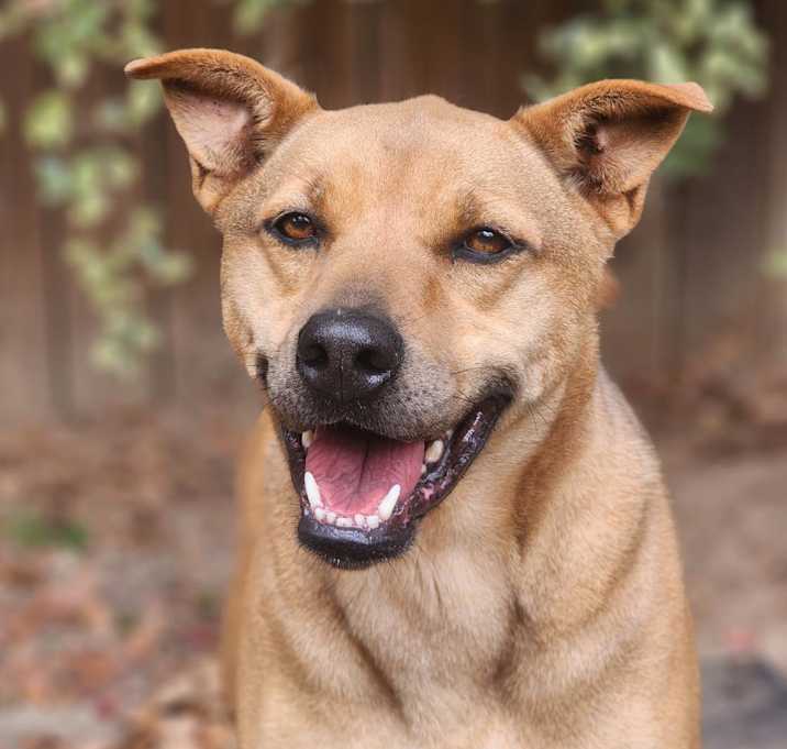 Photo of Lady