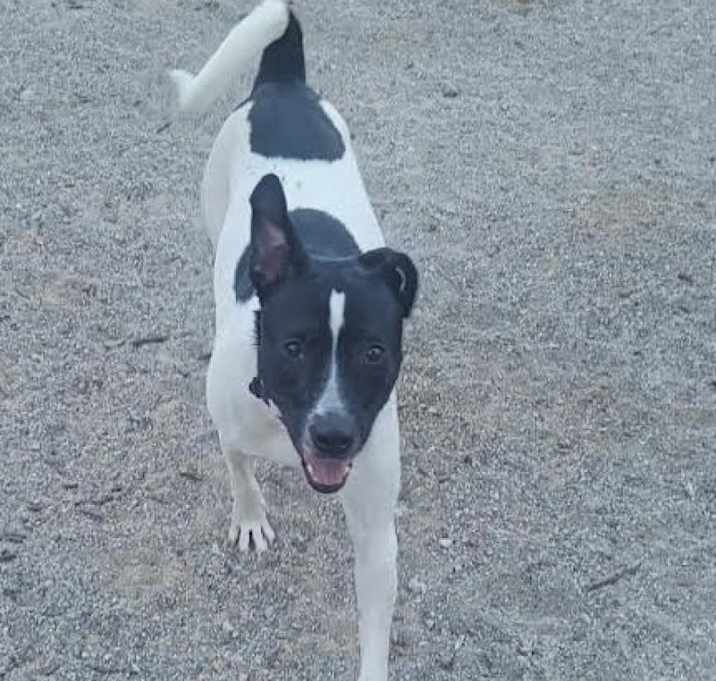 Photo of Dot