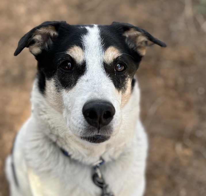 Photo of Indie