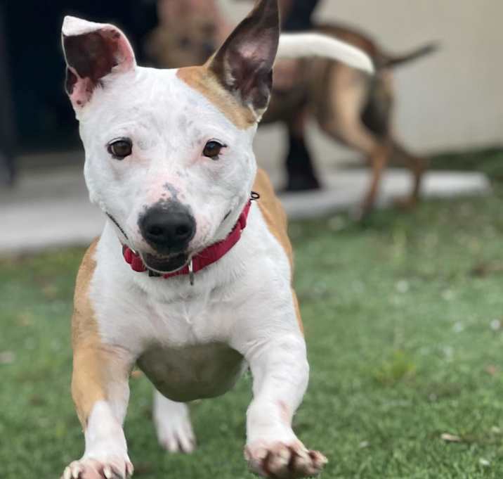 Photo of Hazel 6081