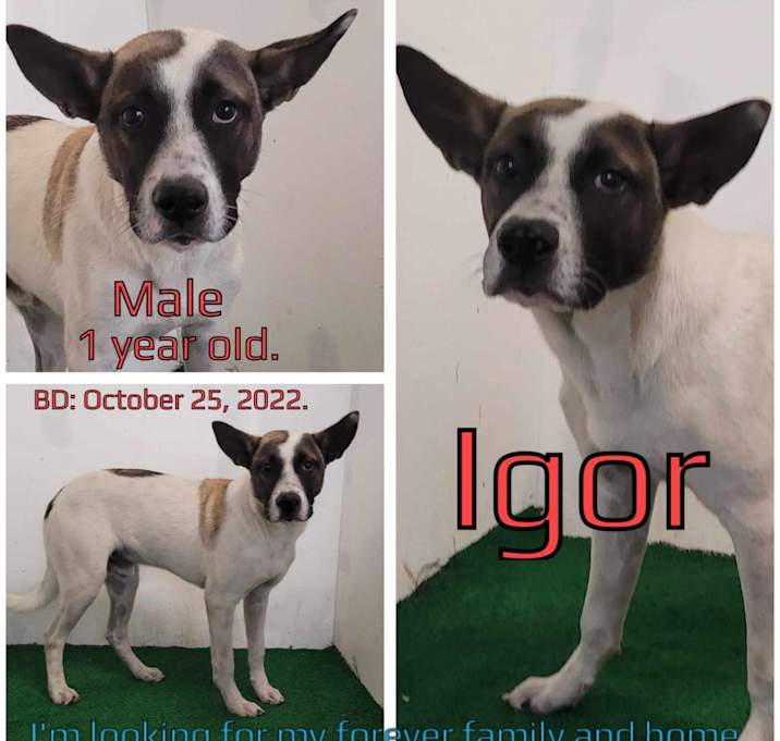 Photo of Igor