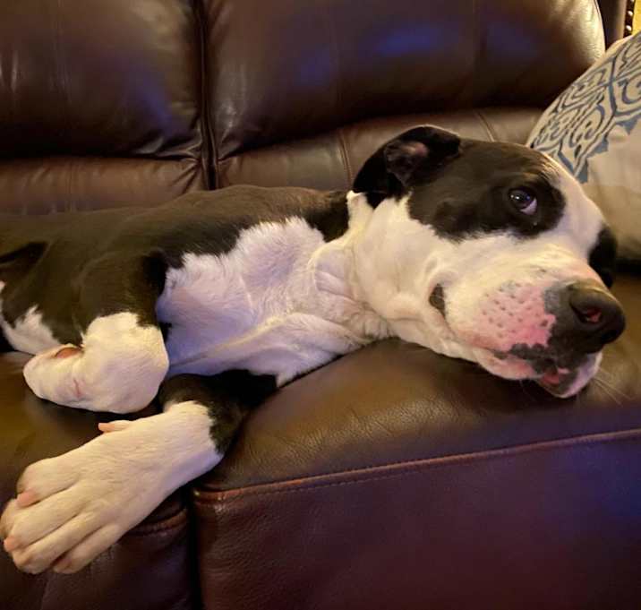 Photo of Oreo