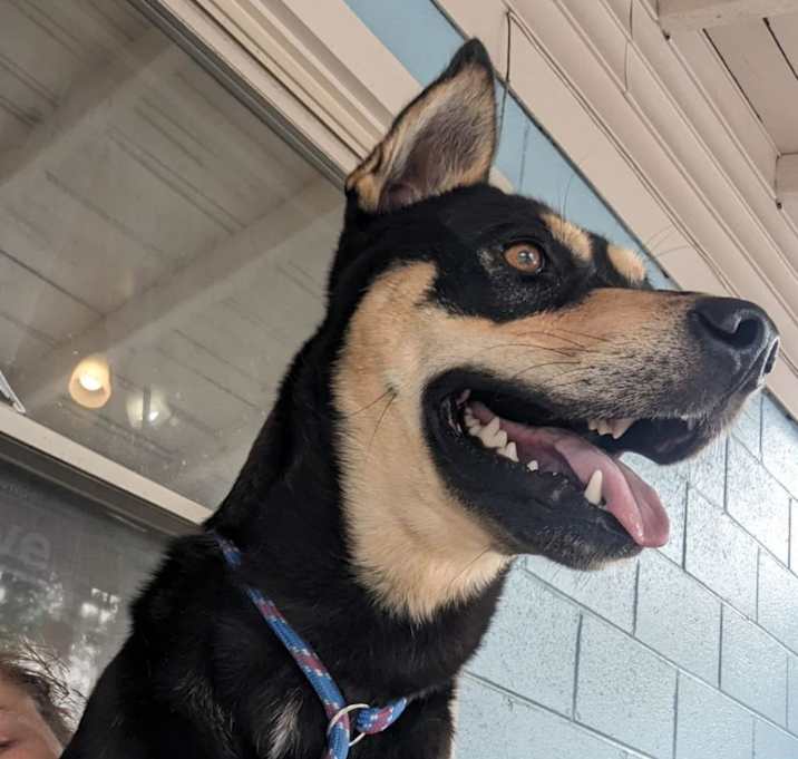 Photo of Buddy