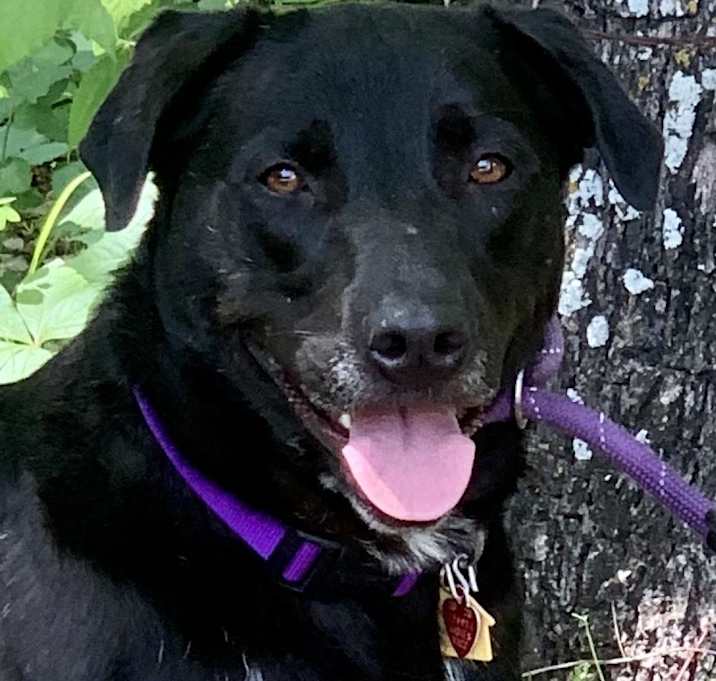 Photo of Shadow