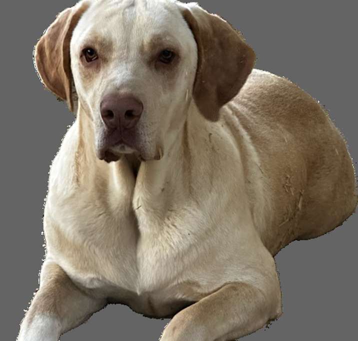 Photo of Mocha