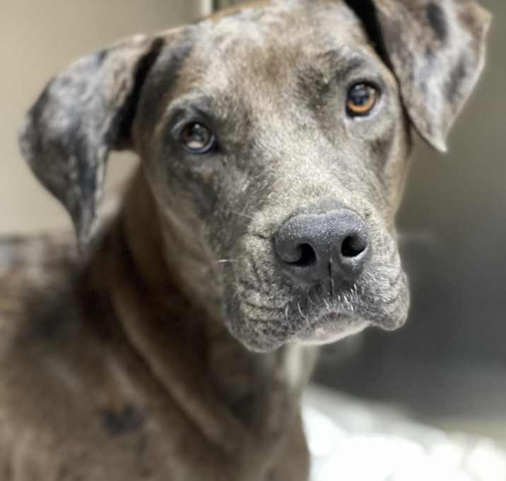Photo of Tula