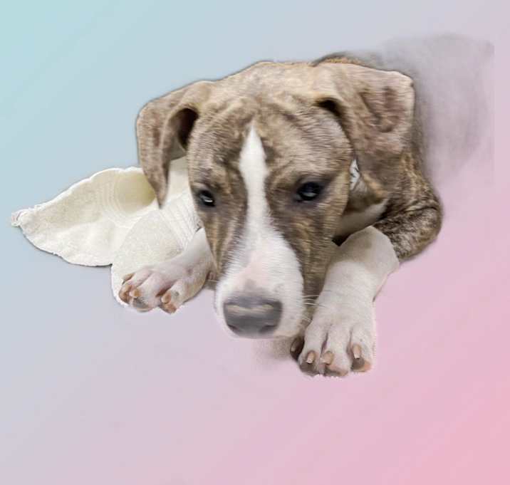 Photo of Gatlin