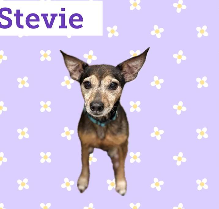 Photo of Stevie bonded to Nicks