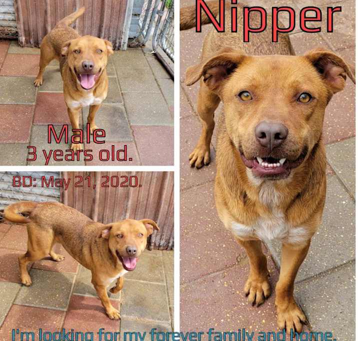Photo of Nipper