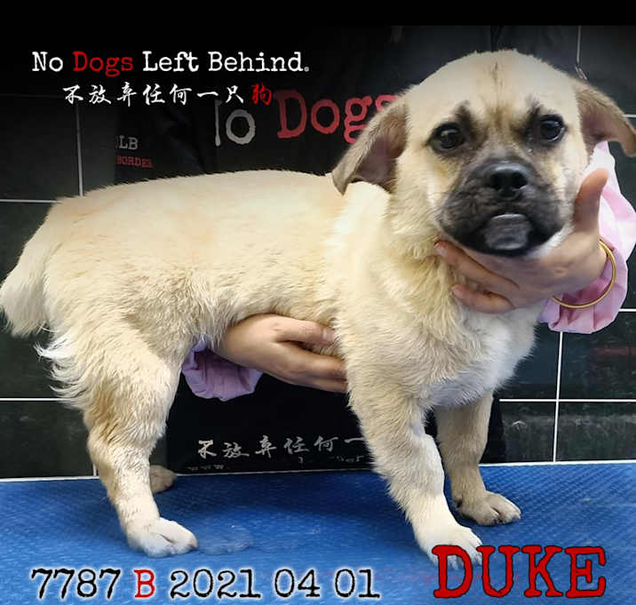 Photo of Duke 7787