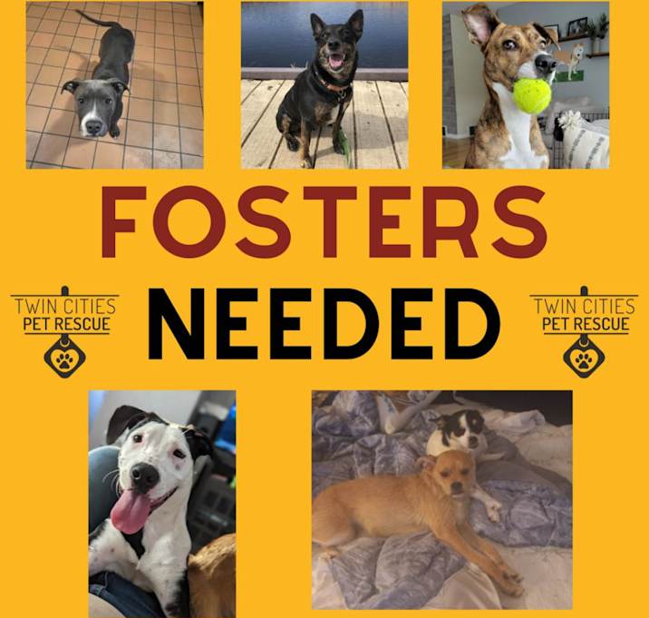 Photo of Dog/Puppy Fosters Needed!