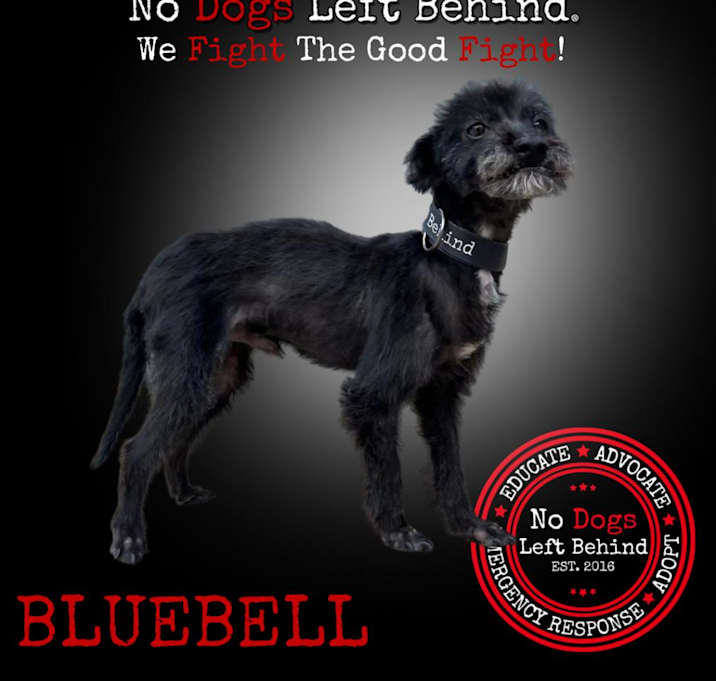 Photo of Bluebell 7505