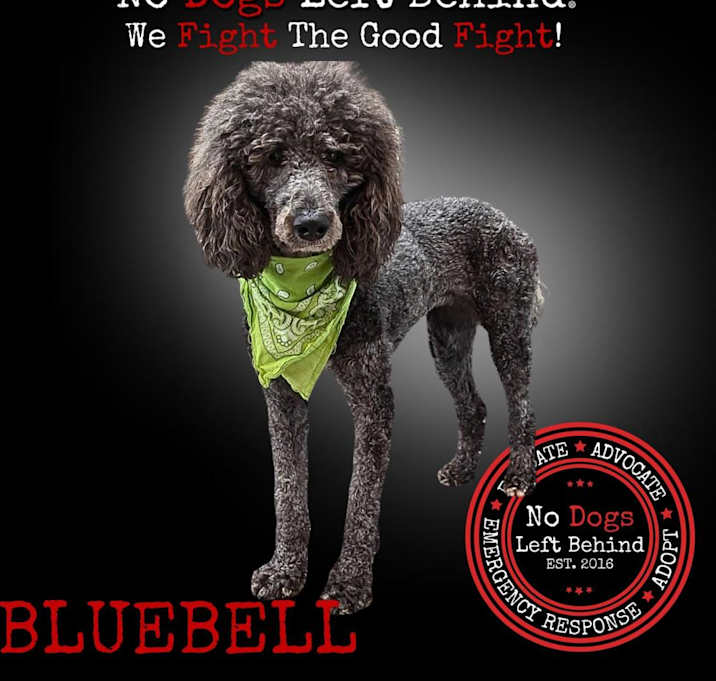 Photo of Bluebell 5361